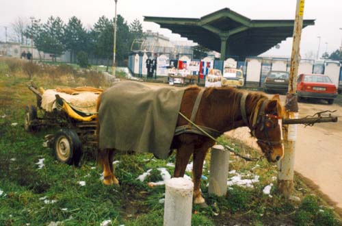 bosnia_bj_horse.jpg (29847 byte)