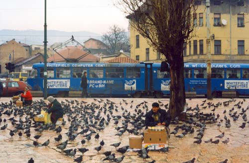 bosnia_sjpigeons.jpg (34847 byte)